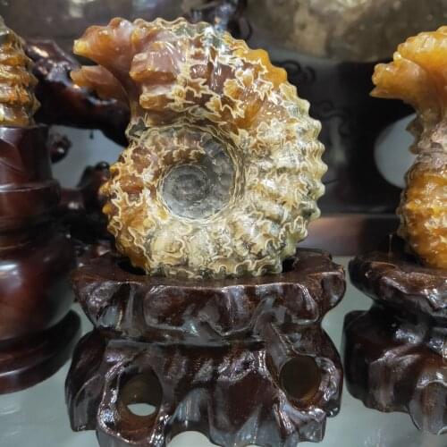 Natural Horn Screw Fossil Ammonite Stone Crioceras Mineral Specimen Claw Fossil Specimen Decorate Collections Gifts