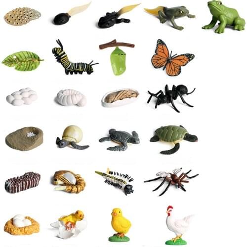 The Growth Cycle Model Of Simulation Animal In Childrens Kindergarten PVC Animals Action Figures Toy Childrens Christmas Gifts