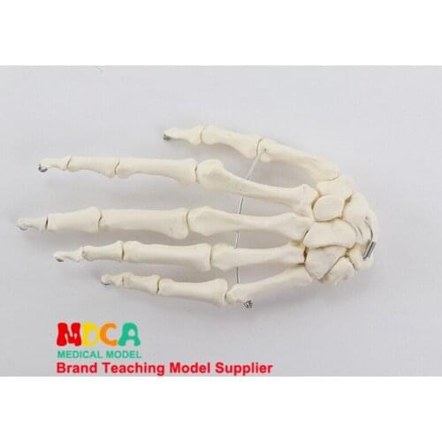1:1 life size hand bone Department of orthopedics massage teaching medical ankle medicine teaching MSG001