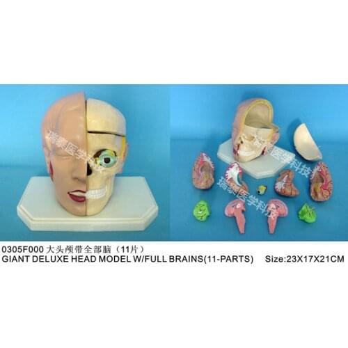 1:1 human head skill model with brain blood vessel of brain neck anatomical model 5 kinds to choose