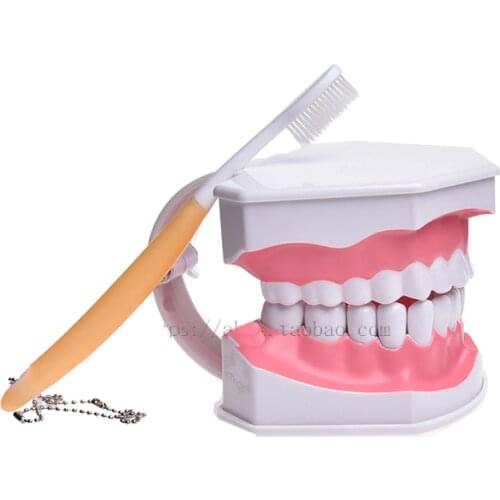 1Pcs Children’s Early Childhood Education Brushing Model Twice as big as Children’s Oral Teaching Model kindergarten Tooth Model
