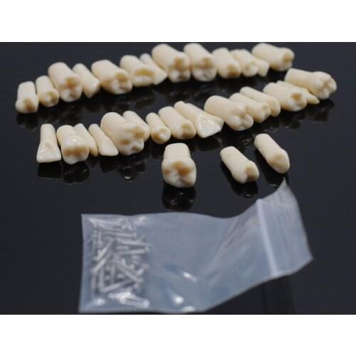 Teeth Model Exam Preparation Teaching Adult Tooth in Vitro Resin 32Pcs For Dental Lab Equipment