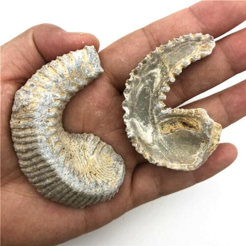 Wholesale 1pc Natural Oysters Specimens Cured Half Cut Mineral Gemstones Home Decoration Natural Quartz Crystals