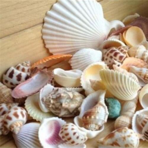 100g Beach Mixed SeaShells Mix Sea Shells Shell Craft SeaShells Aquarium Decor