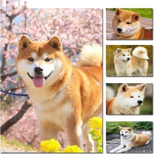 Full Square/Round Diamond Painting Japanese Akita dog Diamond embroidery puppy DAY cross stitch Diamond Mosaic crafts home decor