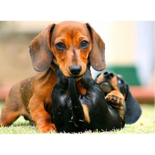 5D DIY Diamond Painting Dog Animal Full square Round diamond Professor Dachshund Diamond Embroidery 5D Rhinestones Picture GH482