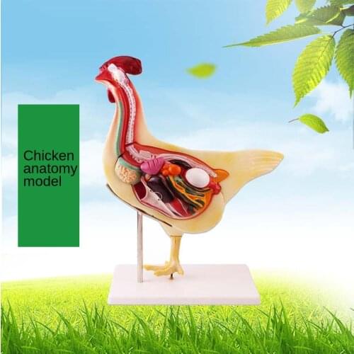 Animal husbandry and veterinary anatomy model, medical animal anatomy model, chicken anatomy model