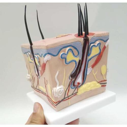 Human body healthy hair growth process hair follicle enlargement acne skin anatomical structure enlargement model