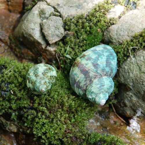 20PCS Green Turban Shell Aquatic Decorations Specimen Decoration Collection Gift DIY Shell