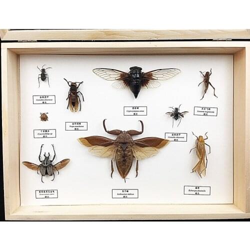 Insect specimens armor, unicorns, locusts, beetles, science teaching education equipment