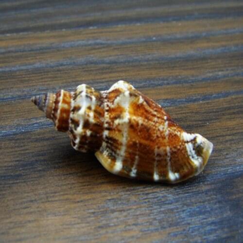 Natural small conch, vase, phoenix snail, about 3-4cm, wing method snail, platform fish tank, wedding decoration