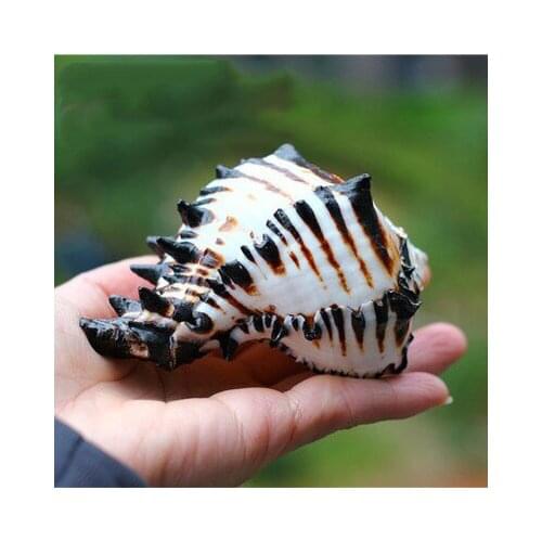 Natural Conch Shells Black Zebra Murex U.S. Black Murex Fish Tank Platform Landscape Creative Gift Coral