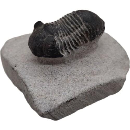 1pcs Natural stone Trilobite fossils healing crystals Decorative collection stones and crystals