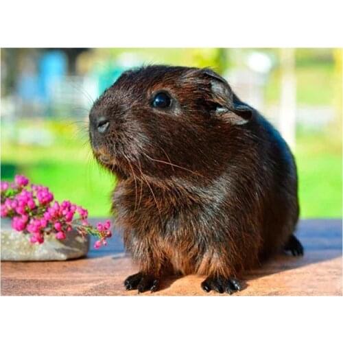 Full Square drill 5D DIY Diamond Painting Cute Pet Guinea Pig Diamond Rhinestone Embroidery beads Cross Stitch Mosaic decor gift