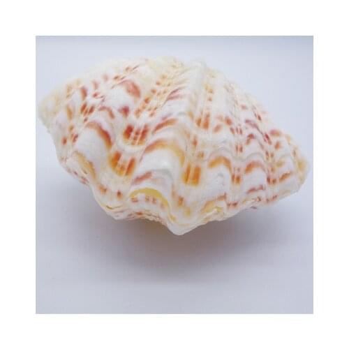 Lotus Seashell Little Lovers Bei Bergamot Succulent Pineapple Potted Creative Shell Conch Gift Fruit Pot Ashtray Soap Box