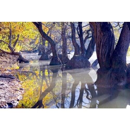 Cotton canvas printed painting from Fantasy Nature photo of Ancient trees in the river, fine room decor modern oil painting