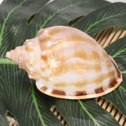 1PC Conch Shells Natural Large Beautiful Rare Sea Shell Conch Fish Tanks Decorations Crafts Party Decors Ornaments 7-8cm