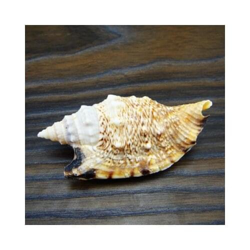 Natural swallowtail snails around 7CM, brown angle snails, red snails, conch shells, fish tank floor, wall-mounted home decorati