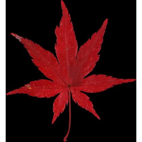 12x Real Dried Leaves Maple Leaf Embellishment For DIY Phone Case Decoration