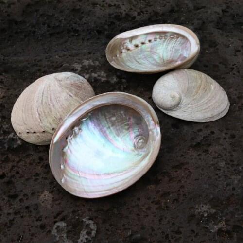 White abalone shells Natural Abalone Shells Seashell Home Aquarium Landscape DIY Decor Soap Holder Nautical Home Decor