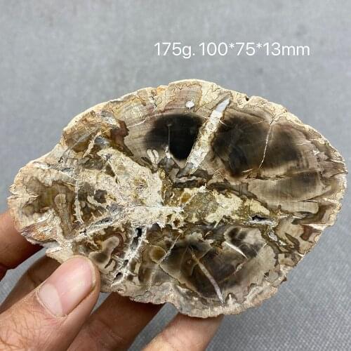 Big 100% Natural Paleontological Fossil Tree Fossil Decoration Silicified Wood Tree Jade Tea Cup Mat Fossil mineral Specimen