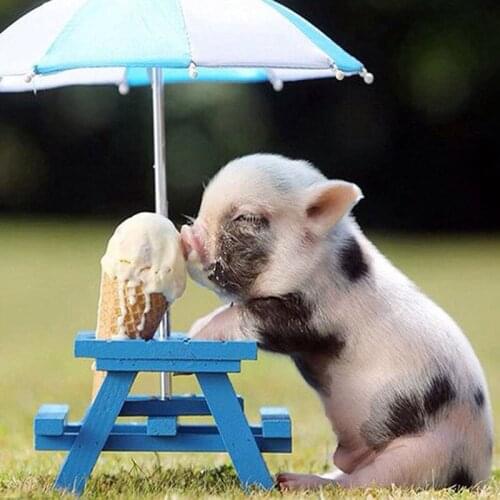 5D DIY Diamond Painting animal Diamond mosaic embroidery PIG Patterns Cross Stitch Picture Of Resin Home Wall Painting