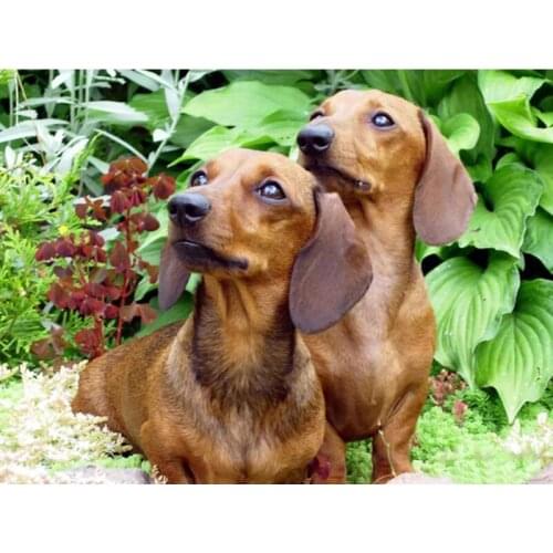 Diamond Painting Dog Full Square Drill 5D DIY Diamond Embroidery Animals Mosaic Sale Rhinestone Art Home Decor