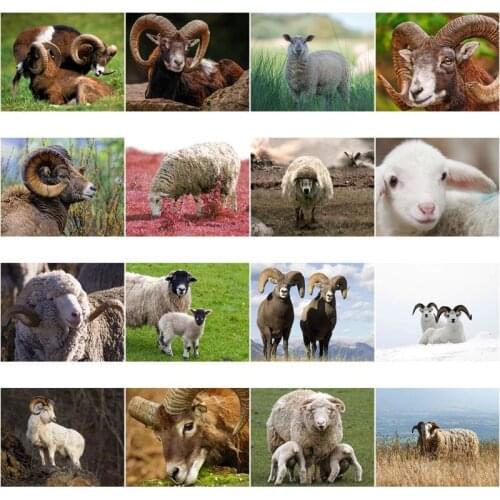 Square/round Diamond Painting Animal Sheep 5D DIY Cross Stitch Full Rhinestone Mosaic Embroidery Accessories Kit Home Decoration