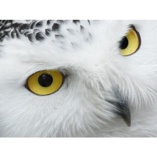 DIY Diamond 5D Embroidery Paintings Resin Square Rhinestone Full Pasted Unfinished Halloween painting Cross Stitch Animal Owl