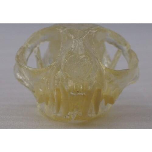 Transparent resin stereoscopic Feline Teeth Model Cat Teeth Model Cat Dentition Model
