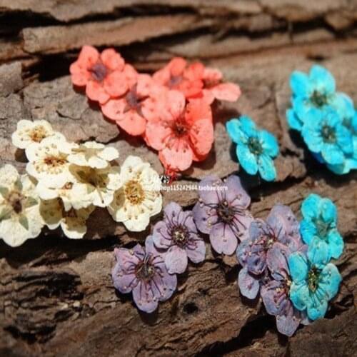Small Daffodil Small Star Flower Mini Dried Flower Embossing Hand-made DIY Dried Flower Glue Handmade Material