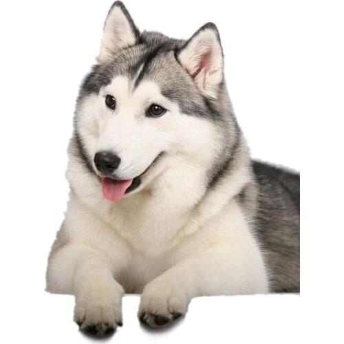 Rylybons 1pcs 13*17cm 3D Car Sticker Cute Husky Dog Cat Car-styling decals Vinyl Window Body Door Motorcycle car styling