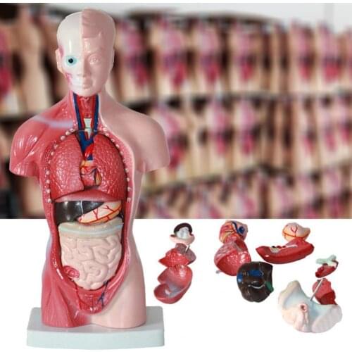 Humanity Internal Organs Model Educational Anatomical Teaching Tool Anatomy Human Torso Body Model for Classroom