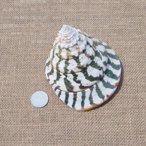 10-11cm Trochidae tower conch shell wedding Valentines Day Gift natural conch shells Large scredecoration photography props