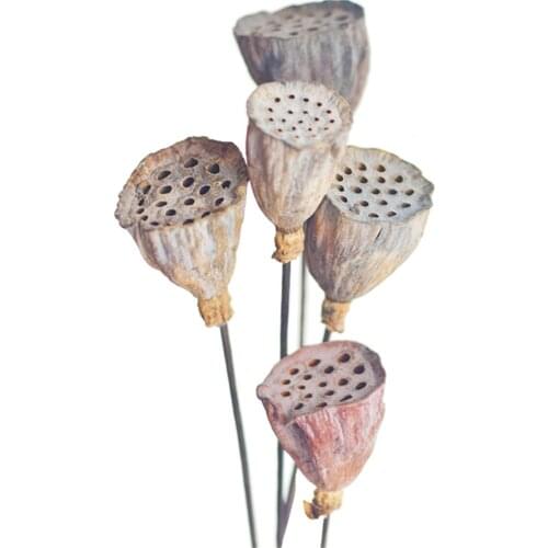 Dried bonsai decor seedpod of lotus 5pcs artificial branch flower real plants naturally flower bouquets small size
