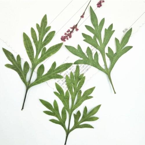 120pcs Pressed Dried Flower Cosmos sulphureus Cav Leaf Filler For Epoxy Resin Jewelry Making Postcard Frame Phone Case Craft DIY