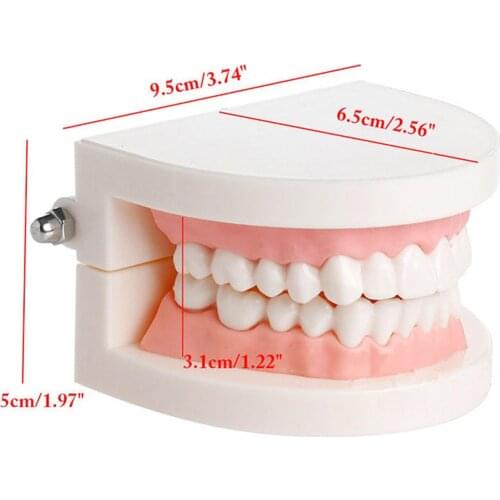 Dentists Tooth Brushing Model - Dental Hygiene Medical Anatomical Teeth Anatomy Brand New teaching toys Oddities wired