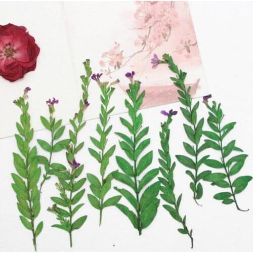 60cs Pressed Dried Cuphea Articulata Flower Plants Herbarium For Jewelry Postcard Phone Case Photo Frame Invitation Card DIY
