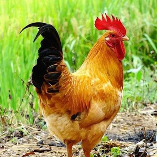 5d diy New generation full diamond embroidery diamond cross stitch crystal sets decorative animal scarlet Rooster under the tree