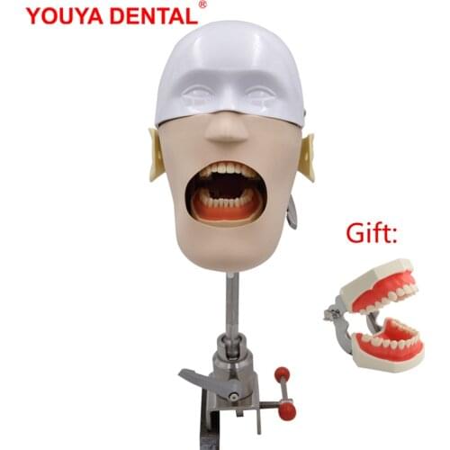 Head Model Dental Stimulator Resin Tooth Implant Practice Model Dentistry Phantom Manikins Teeth Modeling For Training Teaching
