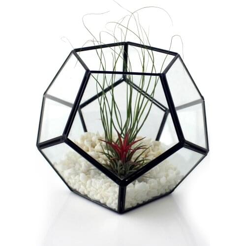 Glawaer Flower Seeds