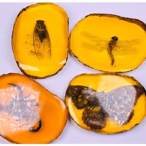 Natural Amber Beeswax Raw Stone Insect Specimens
