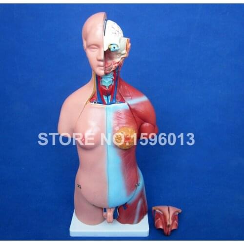 45CM Unisex Torso with Internal Organs 23 Parts,Male and Female Torso model