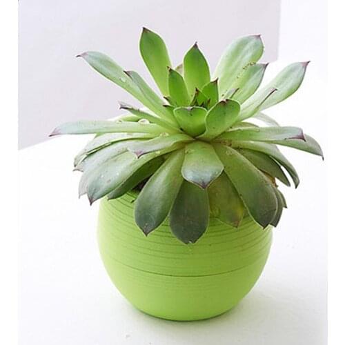 Colorful Mini Succulent Cactus Plastic Flower Pot Round Garden Flowerpot MAZI888