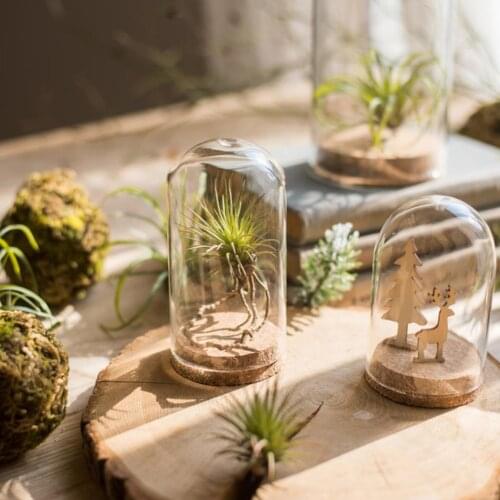 Clear Glass Dome Cover Cloche Jar Succulent Terrariums With Wood Cork Base