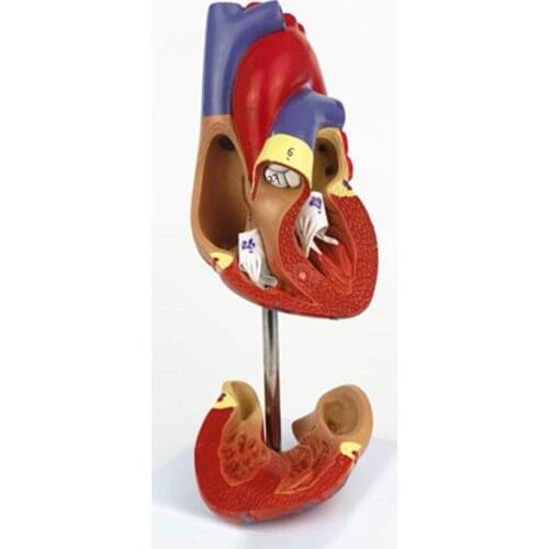 Life Size Human Heart Anatomy Model 2 Part Cardiac Anatomy Model Doppler Ultrasound Cardiac Anatomy Medical Anatomy Kit