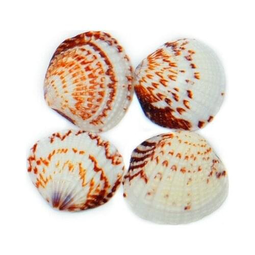 Natural Bead for Jewelry Coral Decoration Coastal Decor Beach Starfish Marine Maritime Mediterranean Style Home Seashell