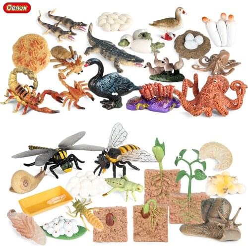 Oenux Animals Life Growth Cycle Set Farm Wild Sealife Insect Model Action Figures Figurine Educational Miniature Cute Kids Toy