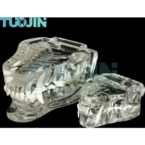 Resin Transparent Dog Cat Teeth Model Dental Animal Resin Teeth Of Dog Cat Tooth For Education Canine Dental Modeling Veterinary