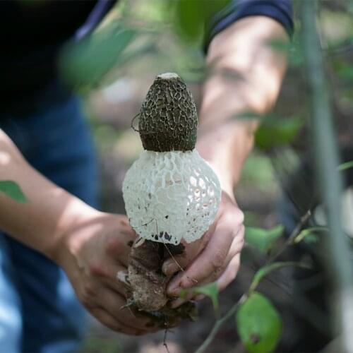 Phallus Indusiatus, Stinkhorn Fungus, Bamboo Fungus, Zhu Sun